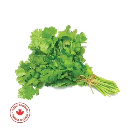 Fresh Cilantro, Sold in bunches  - 1 Each