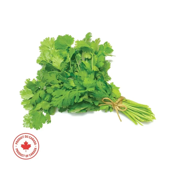 Fresh Cilantro, Sold in bunches  - 1 Each